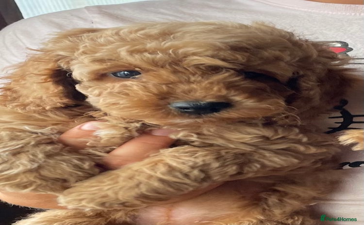 Cockapoo dogs - Advert 4