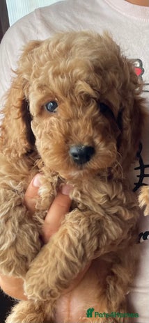 Cockapoo dogs - Advert 5