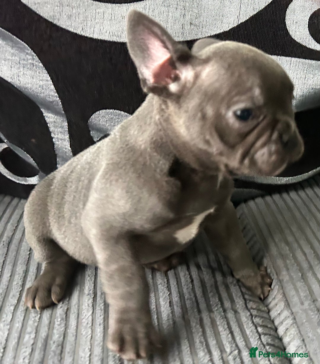 French Bulldog dogs for sale: French Bulldog Blue Girl 12 weeks old ! Last one - Advert 13