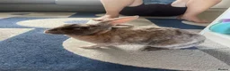 Rex rabbits for sale: Hazel and Snowy in Horsham - Advert 3