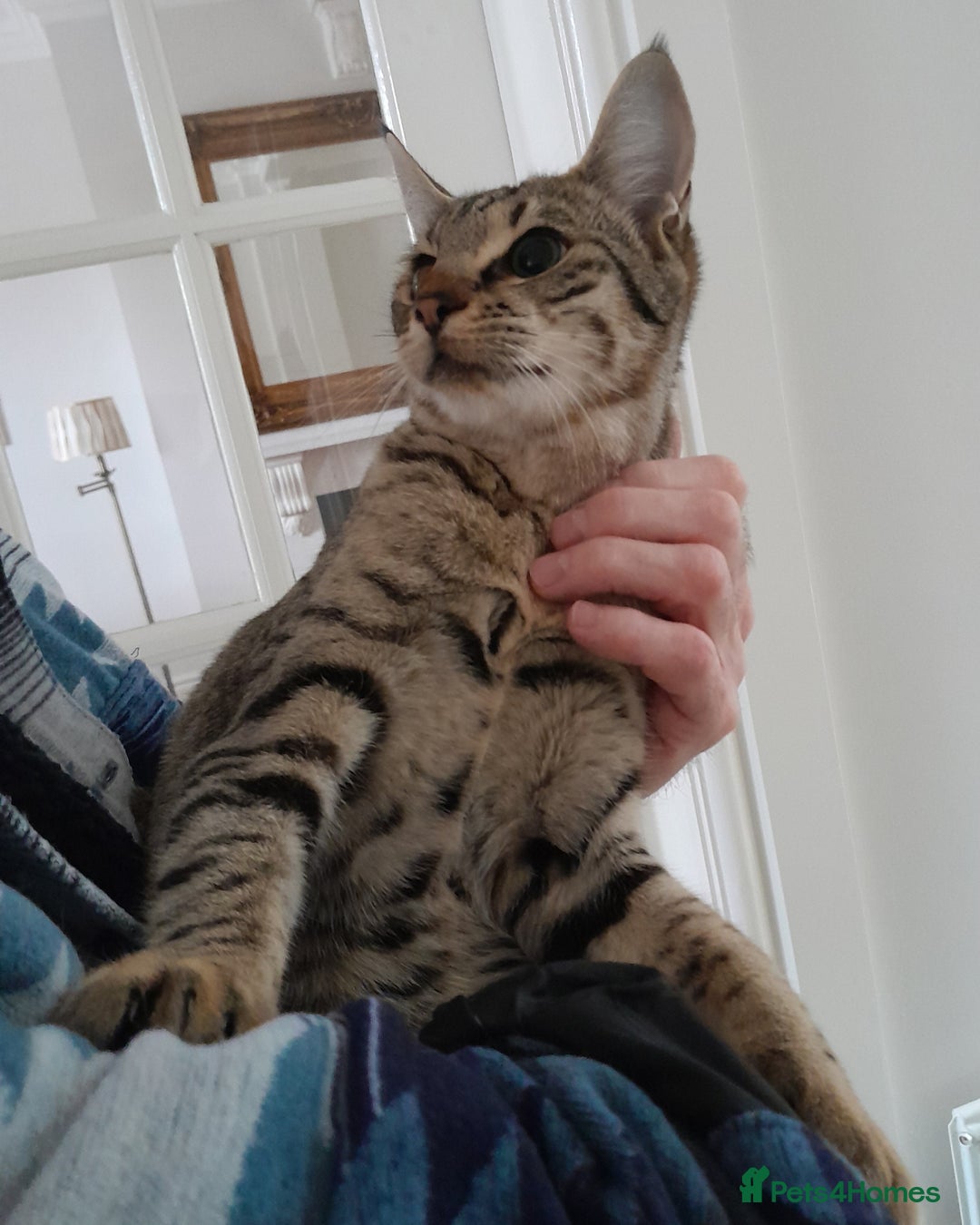 Savannah cats for sale: F5 Full Pedigree Tica Registered Girl Kitten - Advert 10