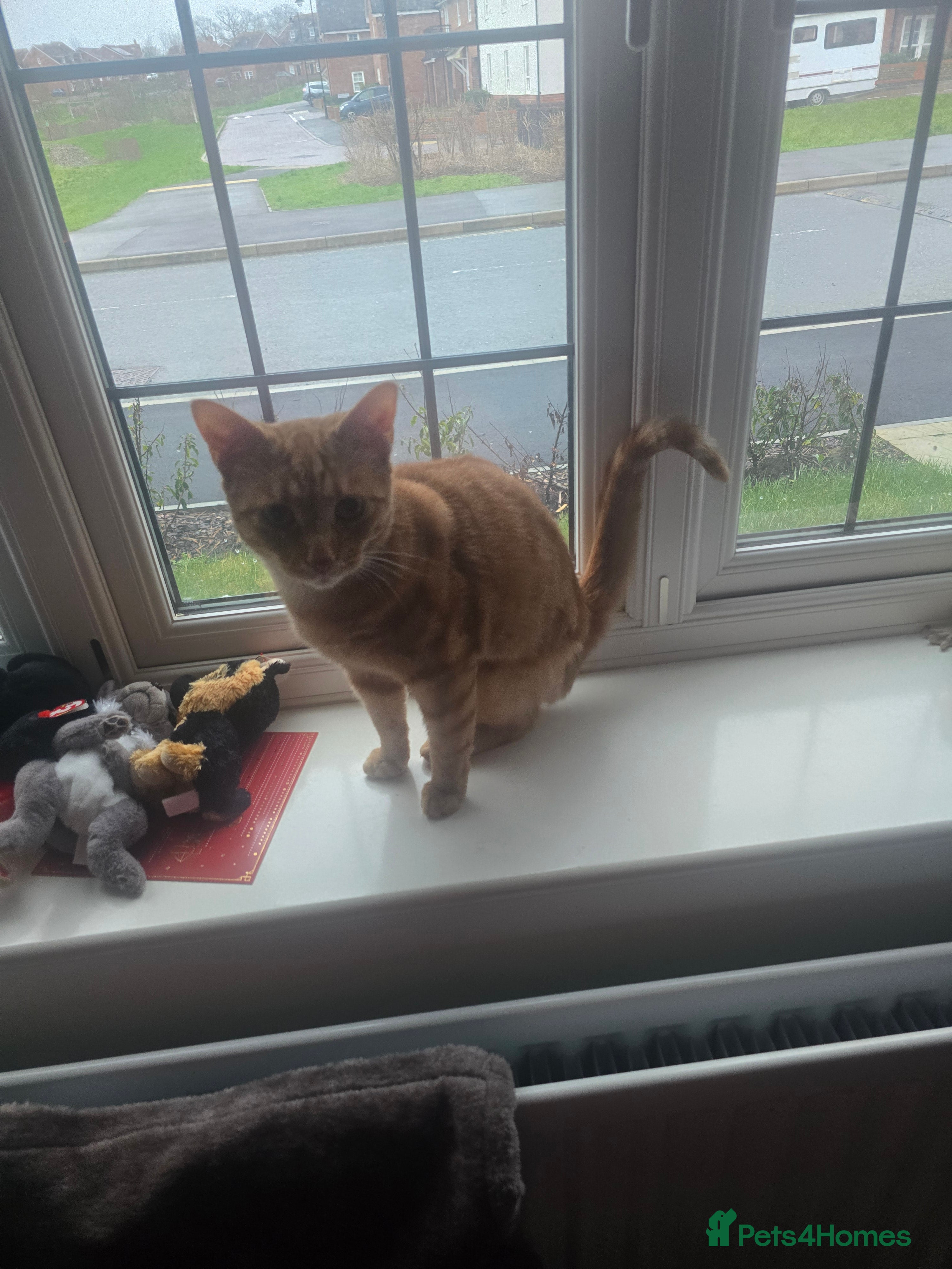 Mixed Breed cats Male and female - Advert 2