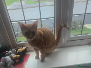 Mixed Breed cats Male and female - Advert 2