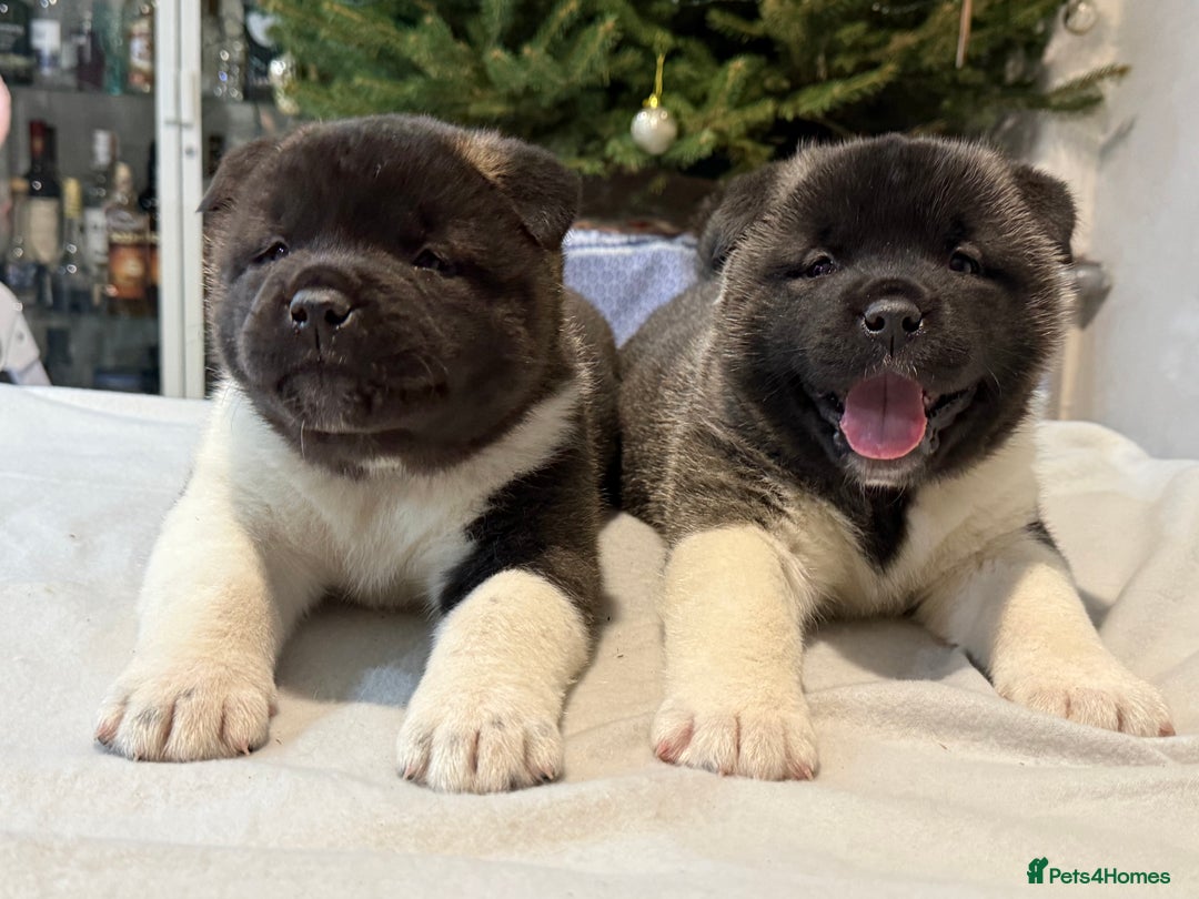 Akita dogs for sale: AMERICAN AKITA LOOKING FOR HOME - Advert 19
