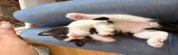 Siamese cats for sale: Siamese Mum Ragdoll±Bengal Dad Blue eyed kittens - Advert 5