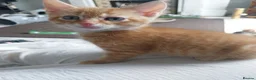 Mixed Breed cats for sale: 8 week old kittens. 2 boys 1 girl - Advert 9