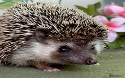Pygmy Hedgehog rodents for sale: African Pygmy Hedgehog Ethically bred Girl 2 Boys  - Image 9