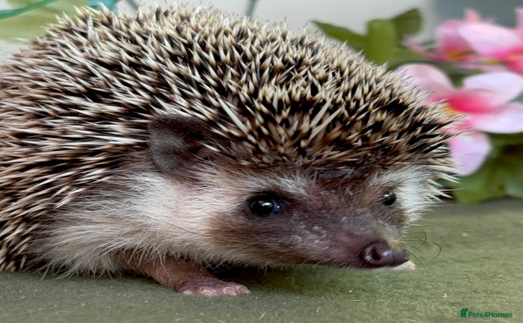 Pygmy Hedgehog rodents - Advert 1