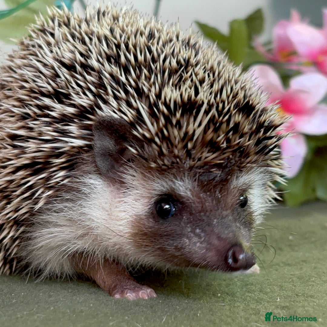Pygmy Hedgehog rodents for sale: African Pygmy Hedgehog Ethically bred Girl 2 Boys  - Image 9
