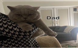British Shorthair cats for sale: Lilac British Shorthair Kitten - Image 8