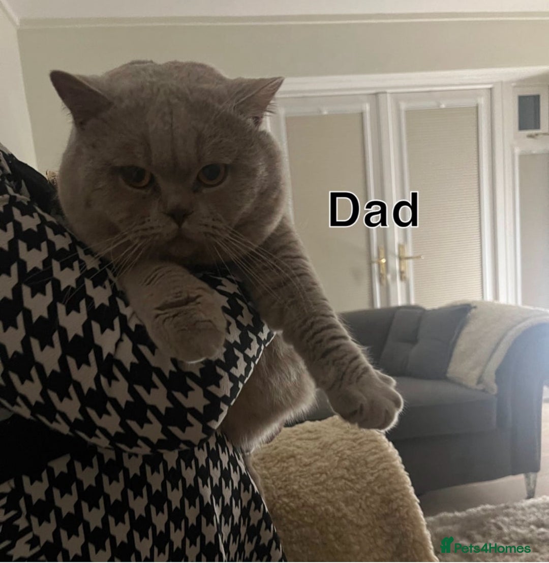 British Shorthair cats for sale: Lilac British Shorthair Kitten - Image 8