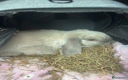 Mini Lop rabbits for sale: lovely male rabbit - Image 2