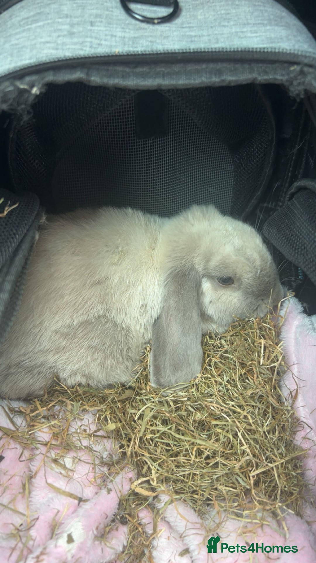 Mini Lop rabbits for sale: lovely male rabbit - Image 2