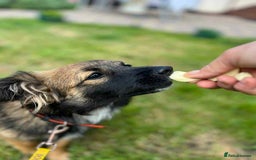 Mixed Breed dogs for adoption: 💖🐶 JENNY 🐶💖 - Image 8