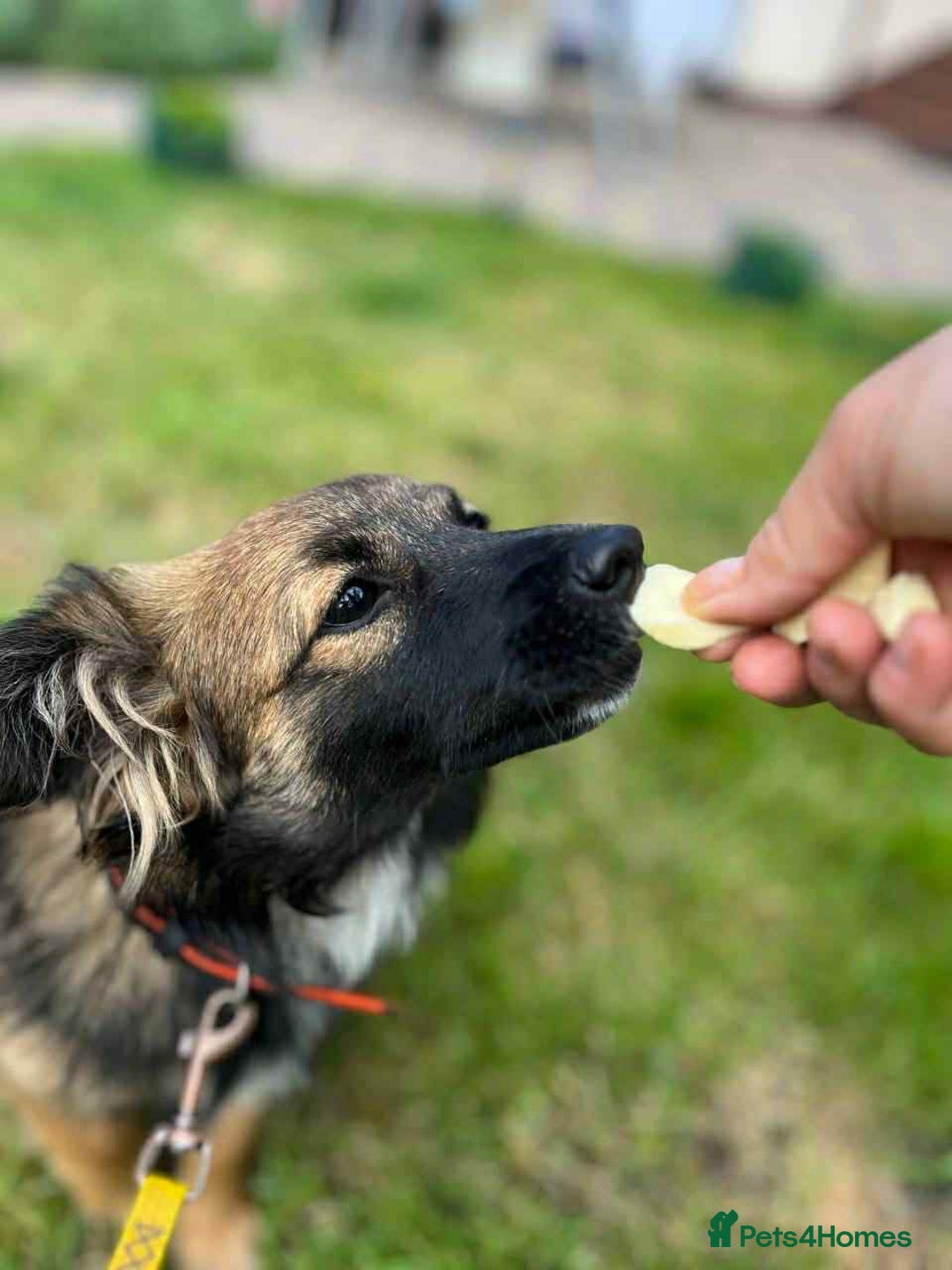 Mixed Breed dogs for adoption: 💖🐶 JENNY 🐶💖 - Image 8