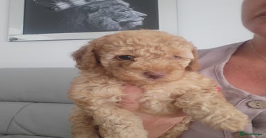 Miniature Poodle dogs - Advert 6