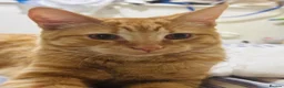 British Shorthair cats for sale: Mbappe  in Birmingham - Advert 3