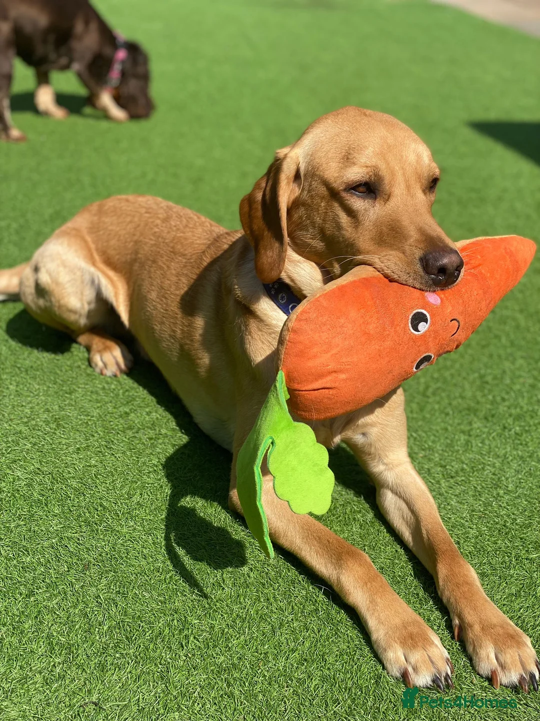 Labrador Retriever dogs for stud: PROVEN, KC REG,HEALTH TESTED LABRADOR FOR STUD in Havant - Advert 29