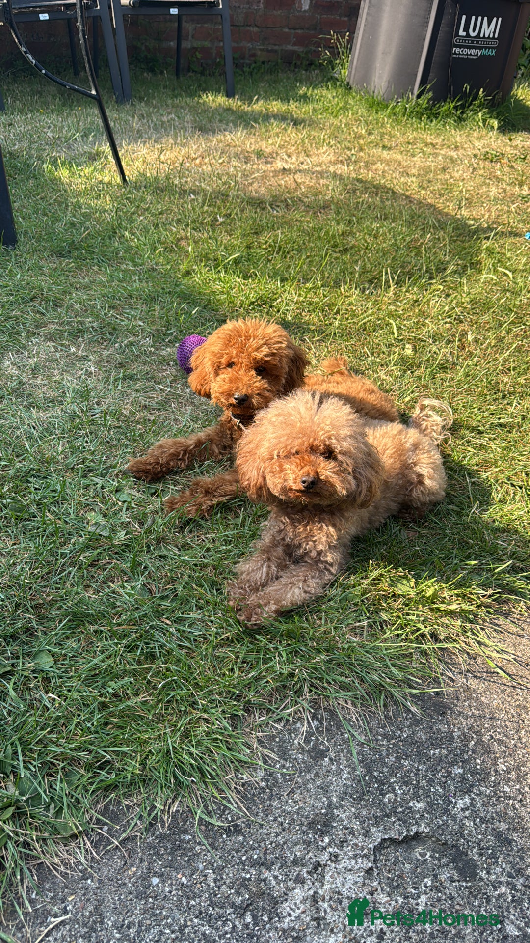 Toy Poodle dogs for sale: Beautiful 5-Month-Old Red Toy Poodle Boy  🐩❤️  - Image 6