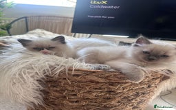 Ragdoll cats for sale: Beautiful Boy Dolls. 🐱 - Image 19
