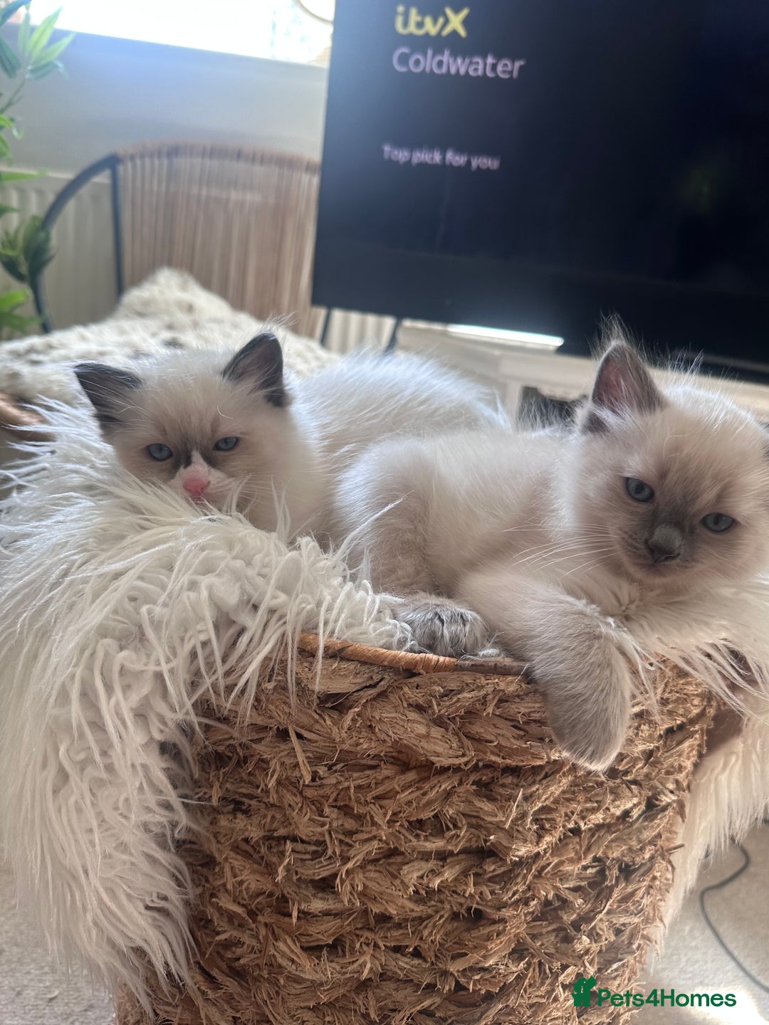 Ragdoll cats for sale: Beautiful Boy Dolls. 🐱 - Image 19