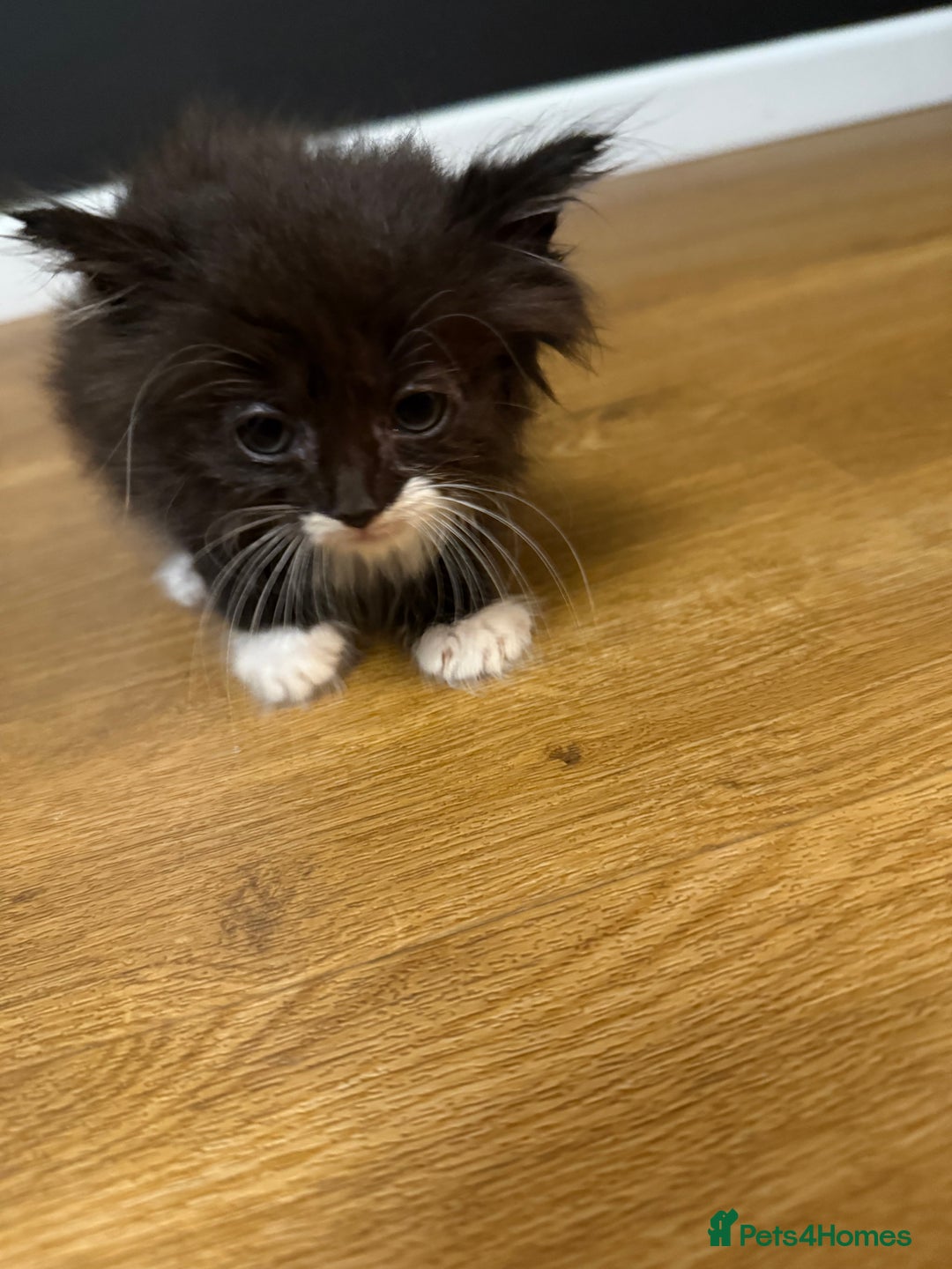 Ragdoll cats for sale: Tuxedo Ragdoll mix kittens - Image 13