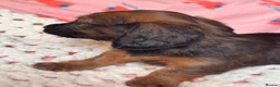 Dachshund dogs for sale: Long & Short haired Sable crea Dachshund puppies  - Advert 18