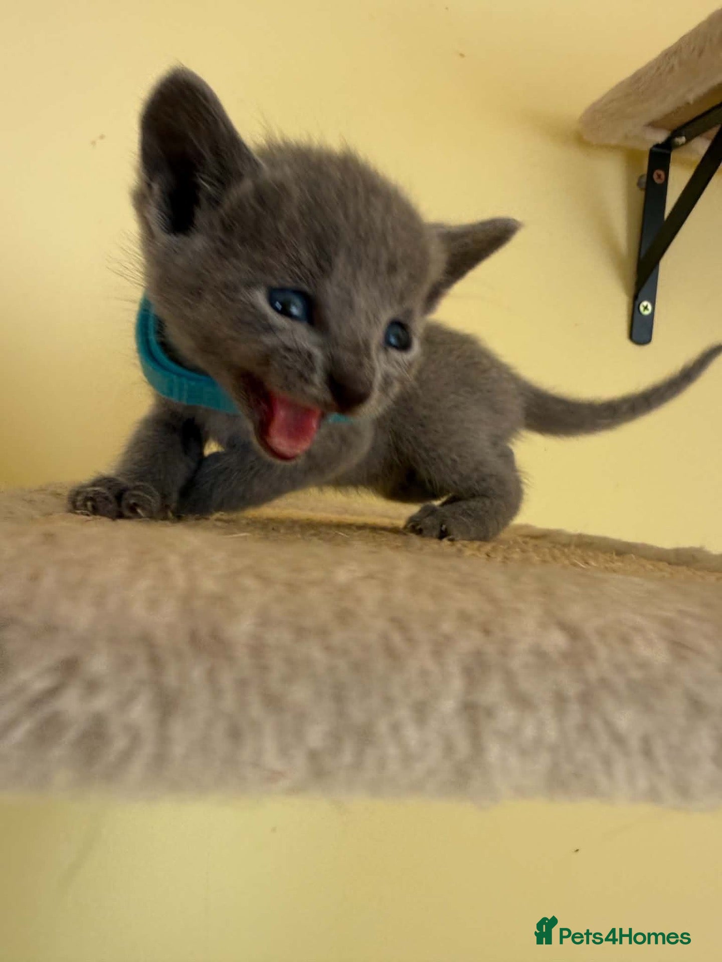Russian Blue cats TICA REGISTERED Pure Breed Russian Blue Kittens - Advert 2