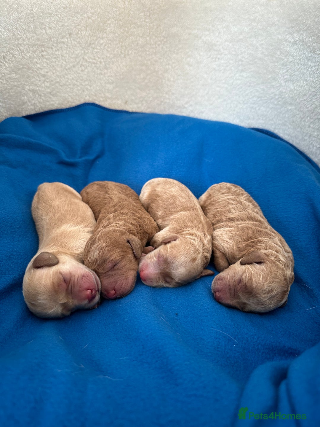 Labradoodle dogs for sale: Extensively Health Tested F1 Miniature Labradoodle - Image 5