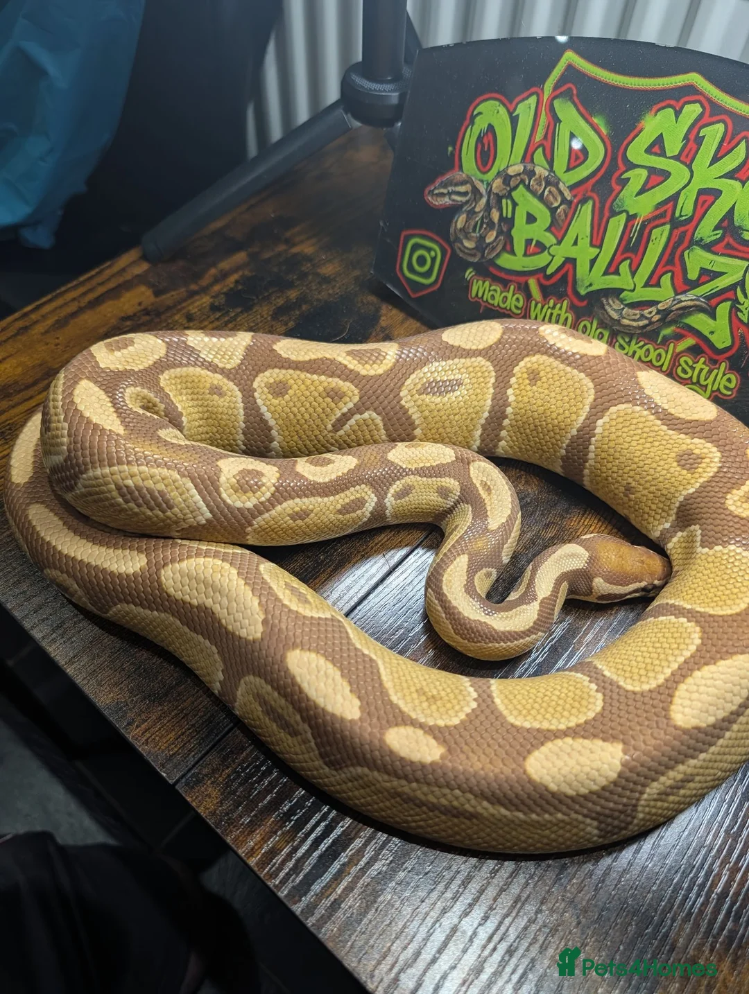 Python Snake reptiles for sale: Ultramel male - Advert 2