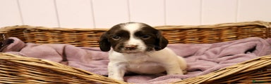 English Springer Spaniel Puppy 1