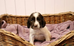 English Springer Spaniel dogs for sale: Working Bred Springer Spaniel Puppies For Sale.  - Image 26