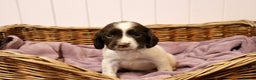 English Springer Spaniel dogs for sale: 1 BOY LEFT!! Working Bred Springer Spaniel.  - Advert 31