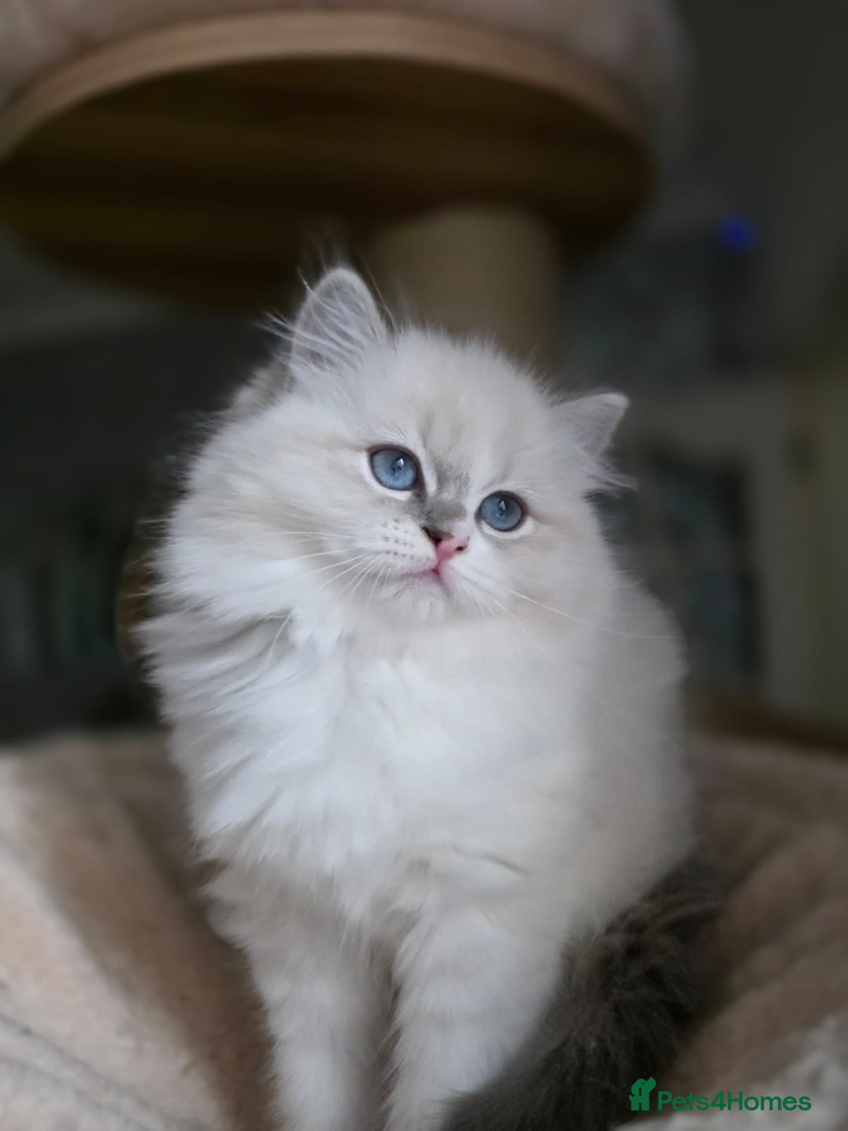 Ragdoll cats 🩷Amazing European Grand Champion lines🏆🥇 TICA💙 - Advert 2