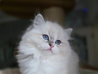 Ragdoll cats 🩷Amazing European Grand Champion lines🏆🥇 TICA💙 - Advert 2