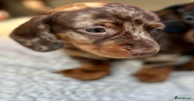 Miniature Dachshund dogs - Advert 2