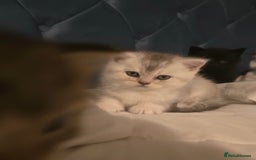 British Shorthair cats for sale: British shorthair kittens - Image 18