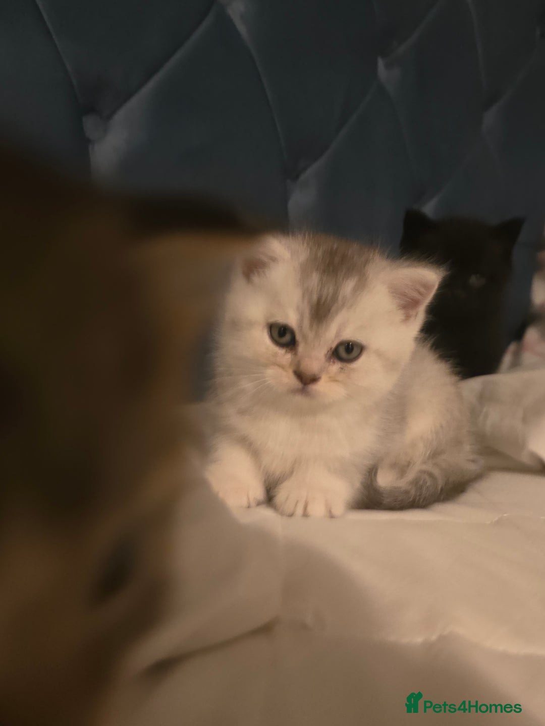 British Shorthair cats for sale: British shorthair kittens - Image 18