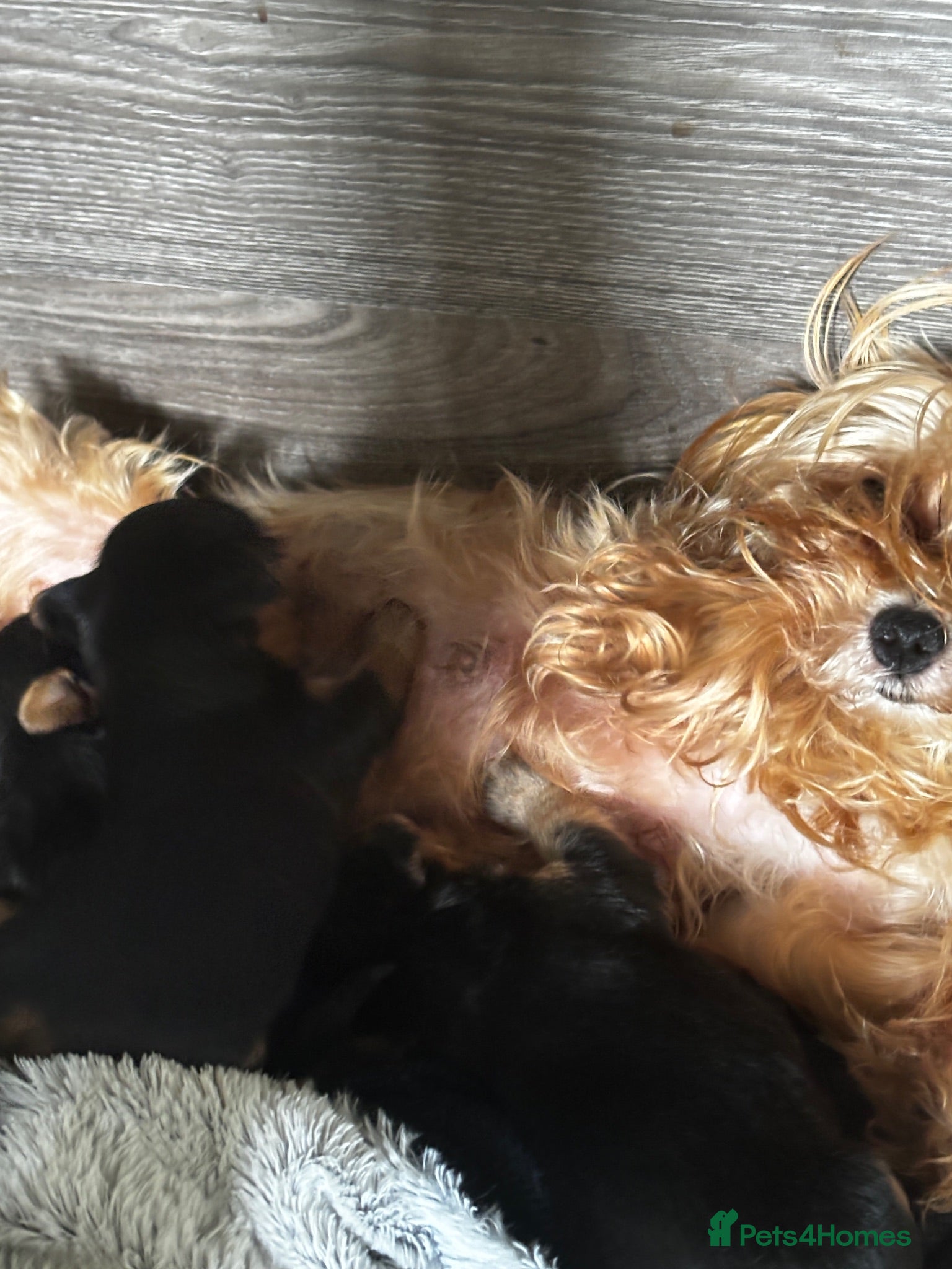 Yorkshire Terrier dogs Gorgeous Yorkshire terriers  - Advert 1