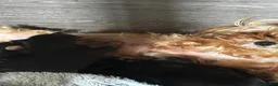Yorkshire Terrier dogs for sale: Gorgeous Yorkshire terriers  - Advert 1