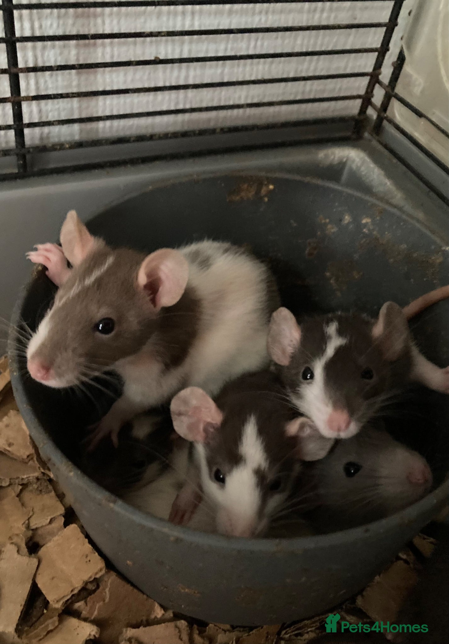 Rat rodents Rats for sale  - Advert 1
