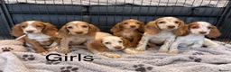 Cocker Spaniel dogs for sale: Cocker Spaniel Puppies Ready Now - Advert 2