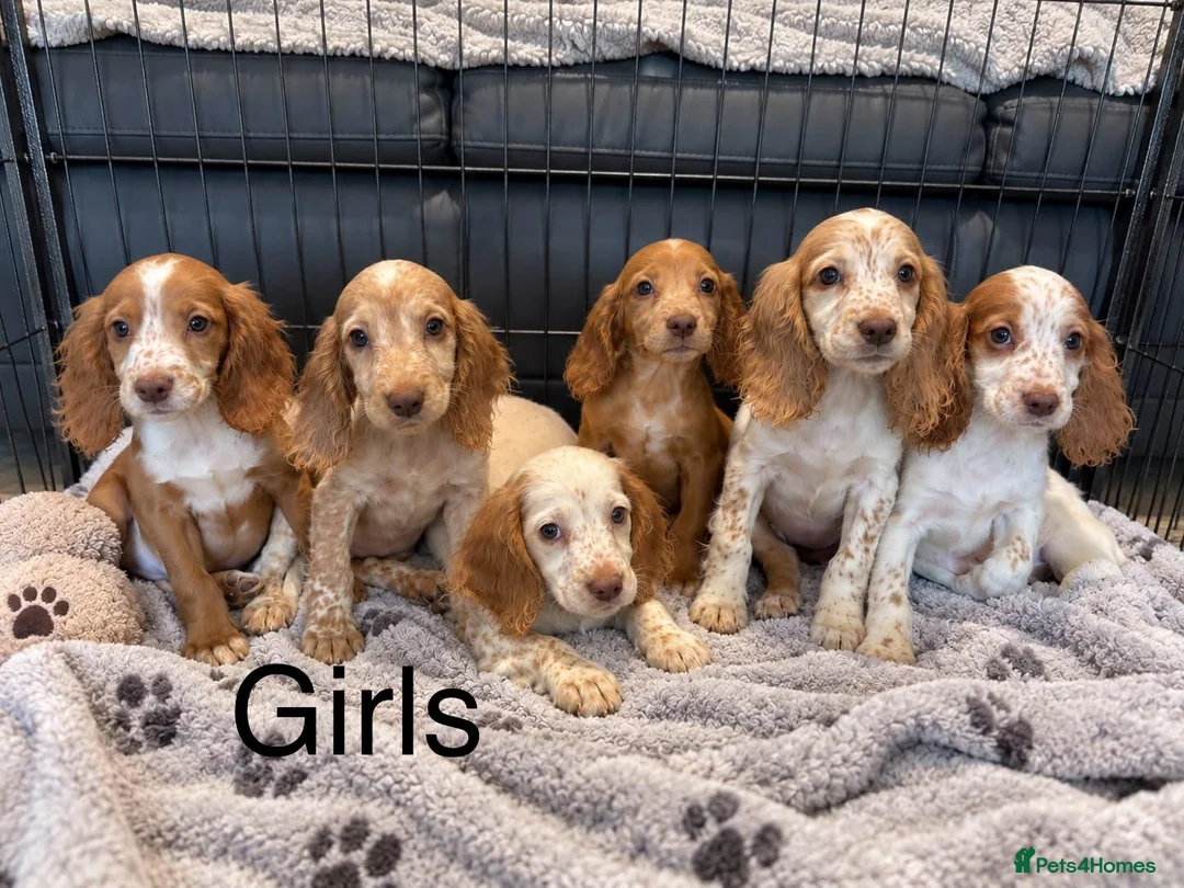 Cocker Spaniel dogs for sale: Cocker Spaniel Puppies Ready Now - Advert 2