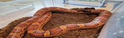 Corn Snake reptiles for sale: 5 Corn Snakes ready to leave  in Wisbech - Advert 7