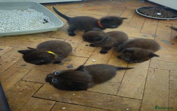 British Shorthair cats for sale: Champion Black British Shorthairs - Image 12