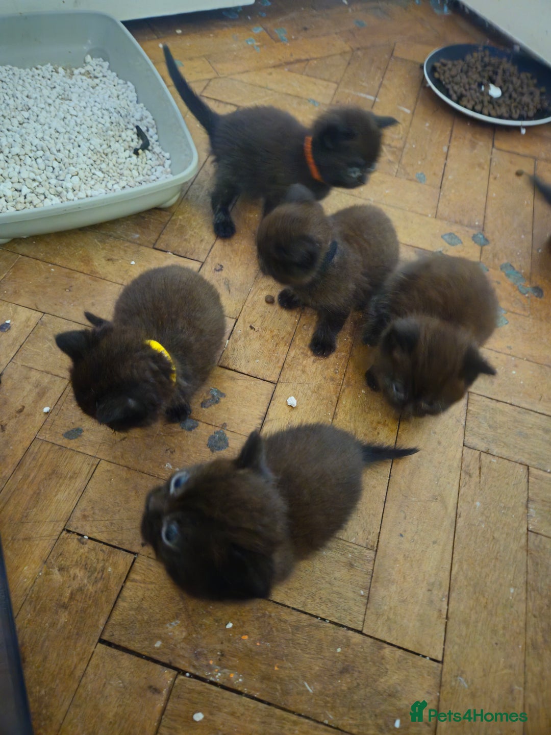 British Shorthair cats for sale: Champion Black British Shorthairs - Image 12
