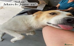 Mixed Breed dogs for adoption: Silas. 4 yrs approx. Available for adoption. in Brixham - Image 21