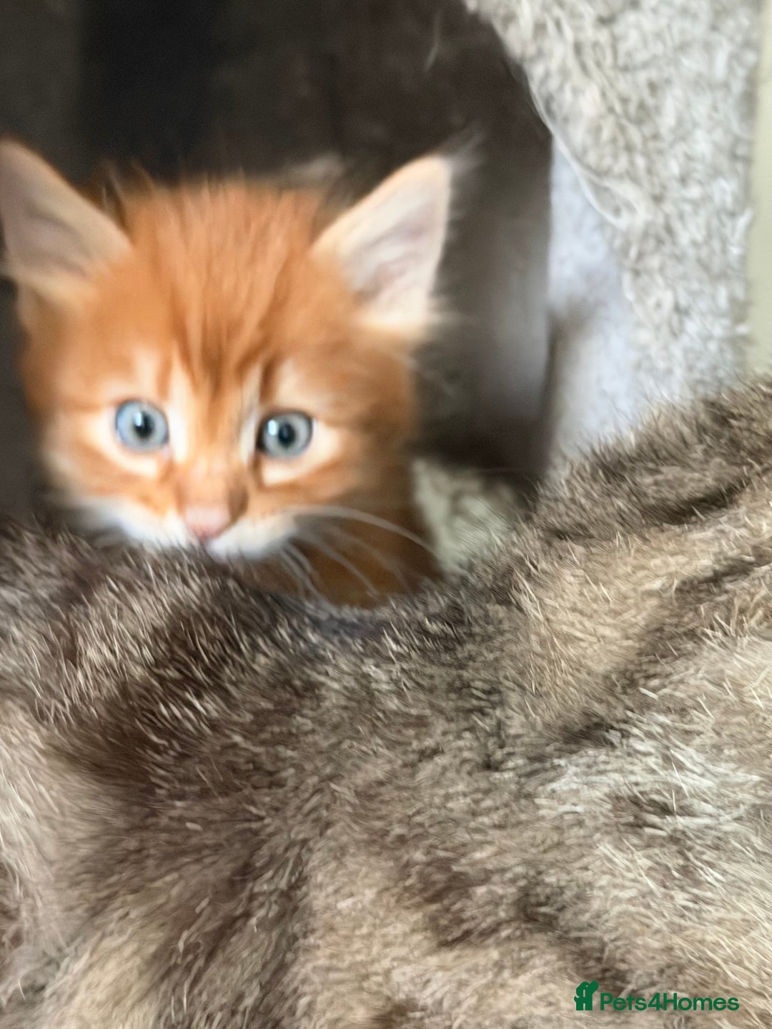 Mixed Breed cats for sale: Beautiful Gingers - Advert 3
