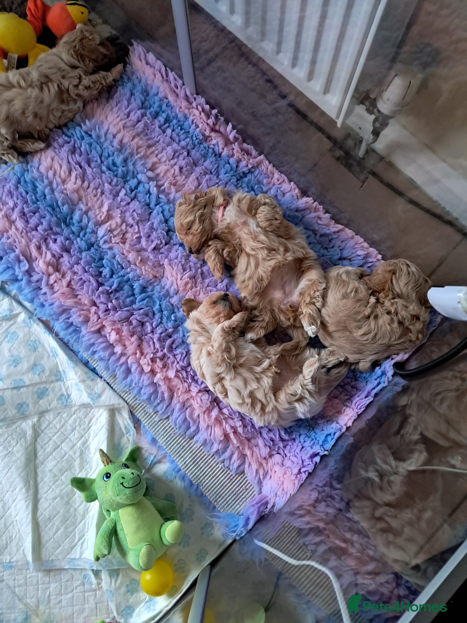 Maltipoo dogs Beautiful Maltipoo 1 male & 1 female available - Advert 4