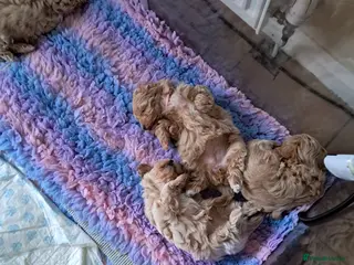 Maltipoo dogs Beautiful Maltipoo 1 male & 1 female available - Advert 4